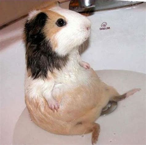 42 Best Guinea Pig Meme Board Images On Pinterest Cavy Guinea Pigs
