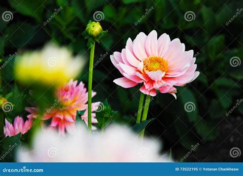 Group Of Pink Flower Cosmos In Garden So Beautiful Nature Landscape In