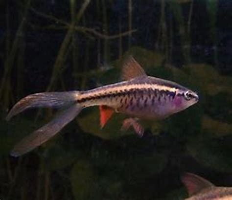 Buy Longfin Cherry Barb Cm X Pc FishList By DesmondLim From Largest Online Aquarium Fish