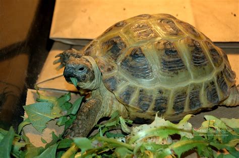 Tortaddiction New Huge Female Russian Tortoise