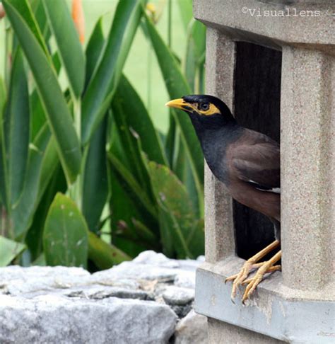 How To Choose The Right Mynah Bird For You About Philippines
