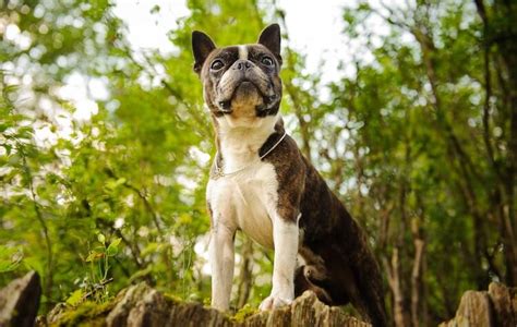 Boston Terrier Vs French Bulldog How To Tell The Difference All