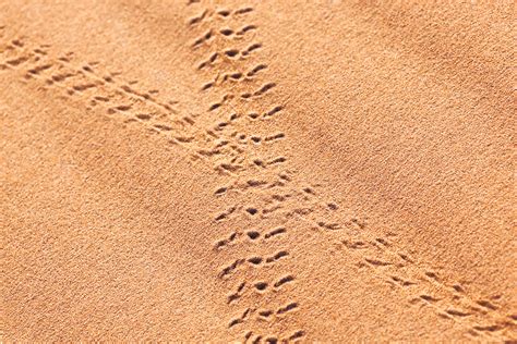 Beetle Carabaeus Track In Desert Sand Sahara Desert Morocco Rosa