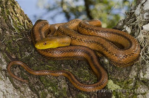 Everglades Rat Snake George Cevera Flickr