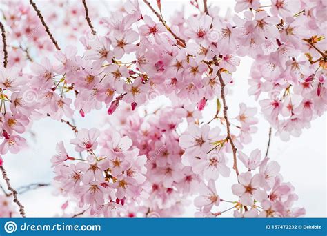 Beautiful Full Bloom Cherry Blossom In The Early Spring Season Pink