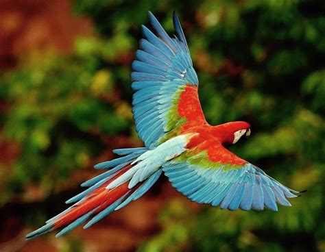 Pin By Sue Ashford On Beautiful Birds Amazon Rainforest Animals