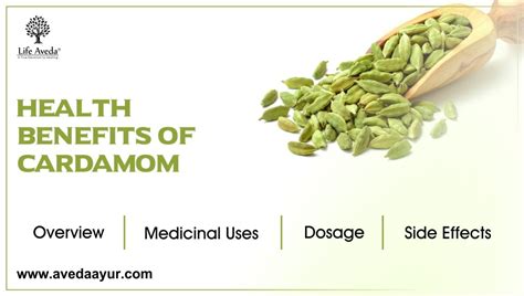 Health Benefits Of Cardamom Overview Medicinal Uses Dosage And Side