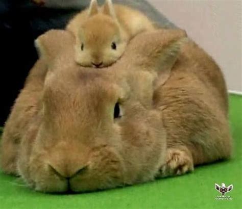 Cute Baby Rabbit On Its Parents Head Luvbat