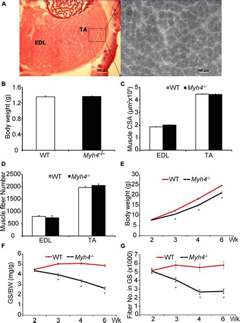 Frontiers Driving An Oxidative Phenotype Protects Myh4 Null Mice From