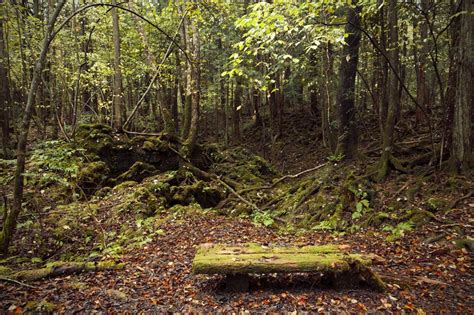 Aokigahara Forest Japan Aokigahara Also Known As The Sea Of Trees Is A