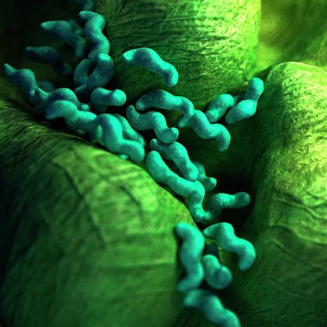 Campylobacter Bacteria Photograph By Sebastian Kaulitzkiscience Photo