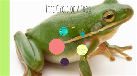 Life Cycle Of The Poison Dart Frog By Venessa Laugen On Prezi