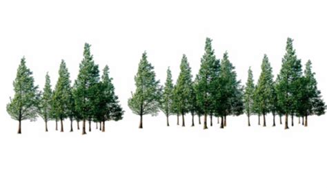 Forest Png Transparent Images Png All