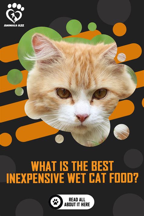 Best Cheap Cat Food For Outdoor Cats Knocked Up Newsletter Photographs