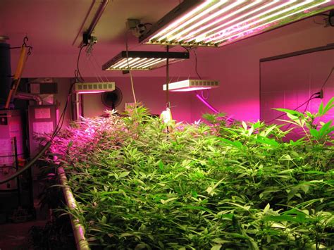 The Importance Of Using The Best Led Grow Lights