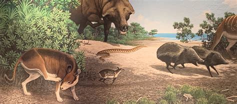 The Oligocene Epoch Fossil Horses