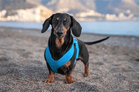 Top 16 Best Dachshund Harnesses For Safety Style And Support