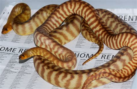 Woma Python Breeding Has Begun Download Our December 10th Price List