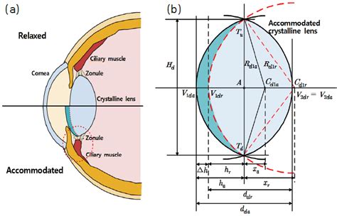 Color Online The Modeling Of The Accommodation Of The Crystalline
