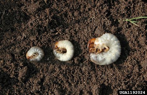 White Grubs Agricultural Biology