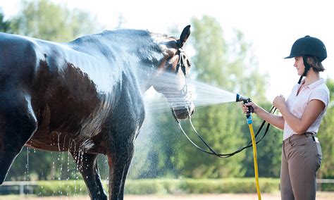 Diagnosing And Treating Horse Lice By Genevieve De Lande Long