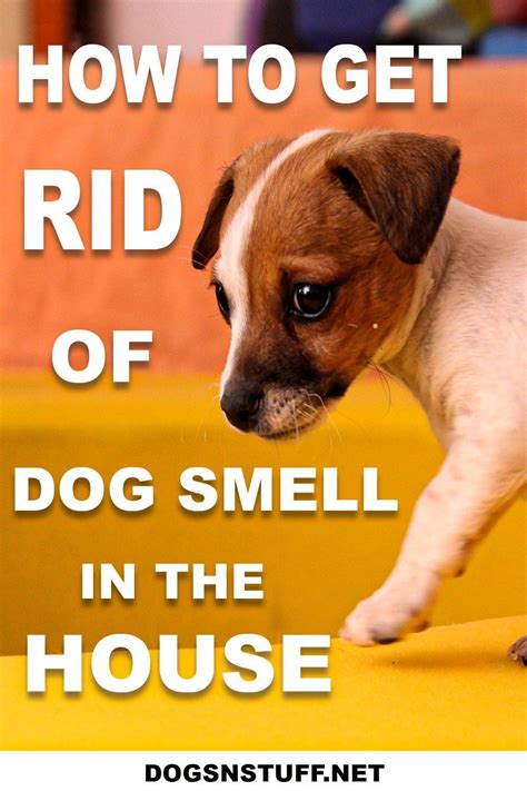 How To Get Rid Of Dog And Musty Smells In Your House Ask Pet Guru