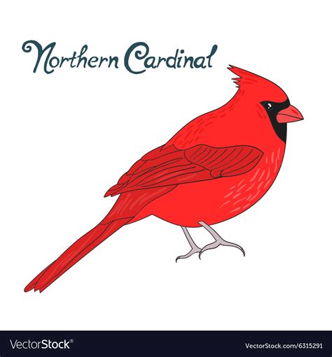 Bird Northern Cardinal Royalty Free Vector Image