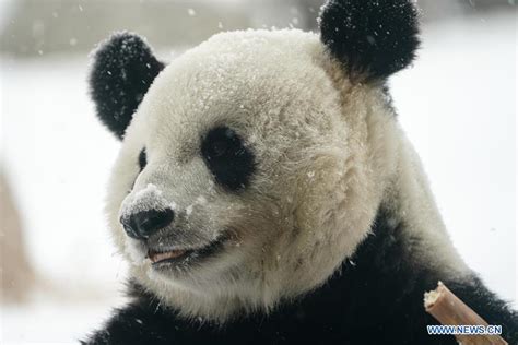 Giant Panda Enjoys Snow In Chinas Heilongjiang 6 Peoples Daily Online