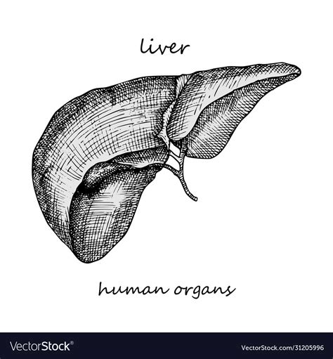 Liver Realistic Hand Drawn Icon Human Internal Vector Image