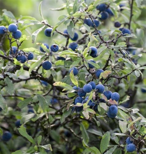 Foraging In London Where To Find Seasonal Sloe Berries