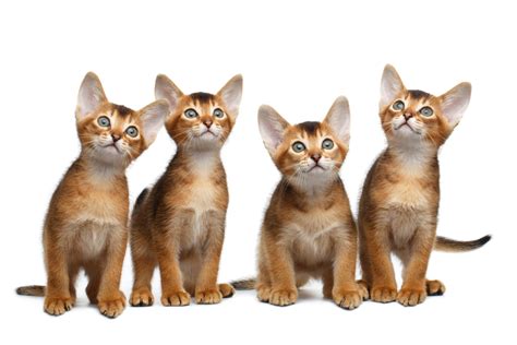 Only when you want to keep the remains of your beloved furry friend for memorial purposes. How Much do Abyssinian Kittens Cost? - AbyssinianCat.org