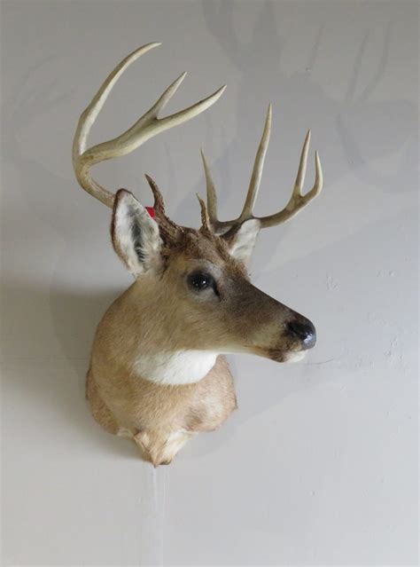 Whitetail Deer Shoulder Mount Dw 112 Mounts For Sale