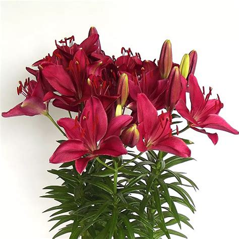 Vigoro 12cm Perennial Red Lily Lilium Asiatic The Home Depot Canada