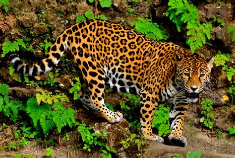 9 Iconic Animals Brought Back From The Brink Jaguar Animal Animals