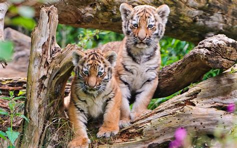 Dwa Młode Tygryski