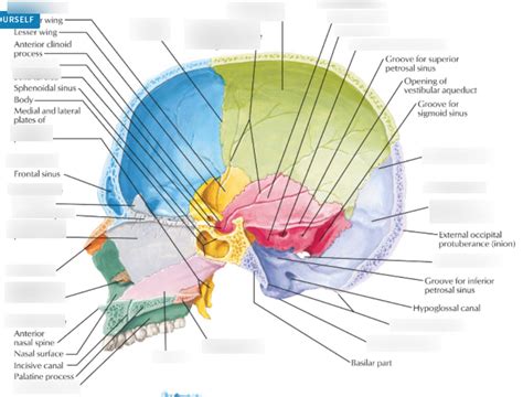 Skull Midsagittal Section Diagram Quizlet