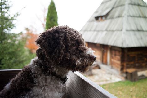 This type of dog is an active working dog, but unlike most other working dogs, the. Lagotto Romagnolo Dog Breed Information & Pictures - Dogtime