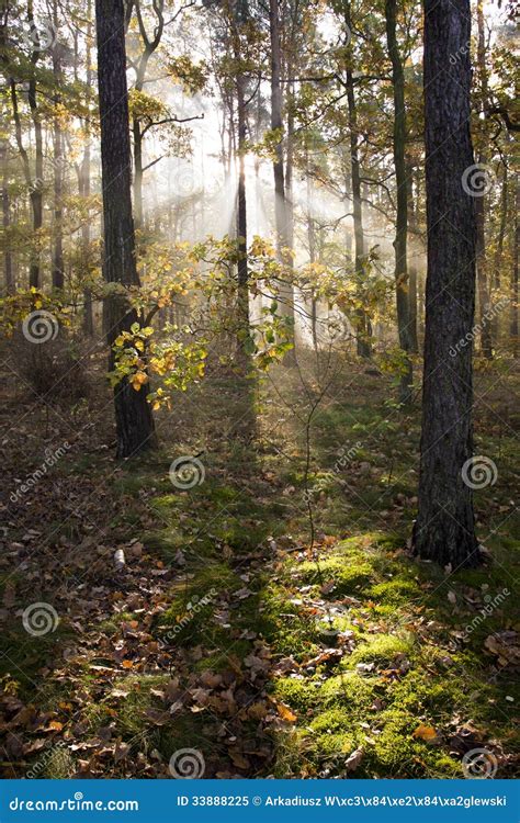 Autumn Magical Forest Stock Image Image Of Park Fresh 33888225