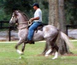 paso fino horse breed horse breeding types  breeds  equiworld