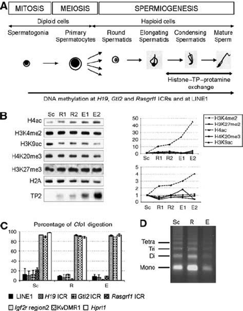 Allele Specific Histone Methylation And Acetylation In Liver Chip And