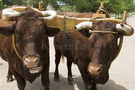 Pair Of Oxen With Yoke Pair Of Oxen Yoked Together Ready To Work Aff Yoke Oxen Pair