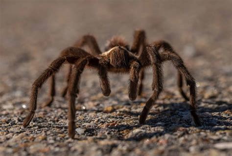What Do Tarantulas Eat Diet Care And Feeding Tips