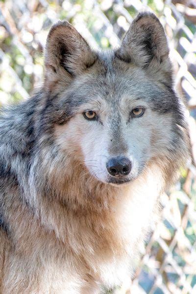 M1197 Luis Mexican Gray Wolf Southwest Wildlife Scottsdale Arizona