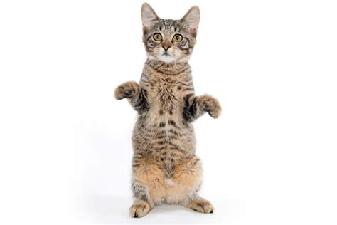 Cats Standing Up And Walking ~ Pict Art