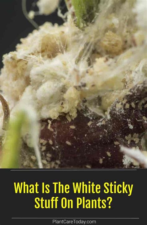 White Sticky Stuff On Plants Plants Bx