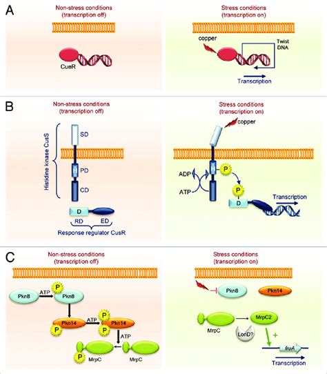 Signal Transduction Pathways In Bacteria A Mode Of Action Of