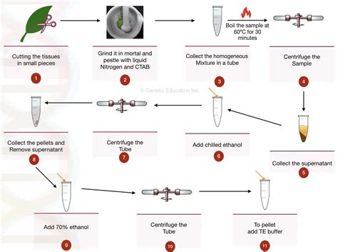 Why Is Dna Extraction From Plants Difficult With Possible Solutions