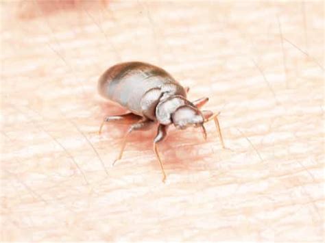 Male Bed Bug Vs Female Bed Bug Compared — Bed Bugs Insider