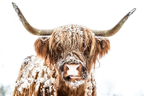 Black Scottish Highlander Cattle In The Snow During Winter Stock Photo
