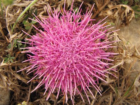 Pink Sea Urchin By Maltese Naturalist On Deviantart